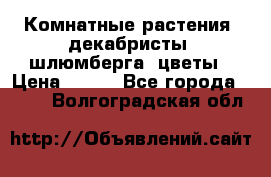 Комнатные растения, декабристы (шлюмберга) цветы › Цена ­ 300 - Все города  »    . Волгоградская обл.